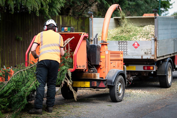 Emergency Storm Tree Removal in Loudoun Valley Estates, VA